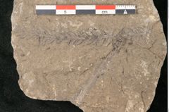 Foto (Detailansicht) von Walchia piniformis Sternbg. (NHMW-GEO-2024-0188-11126)